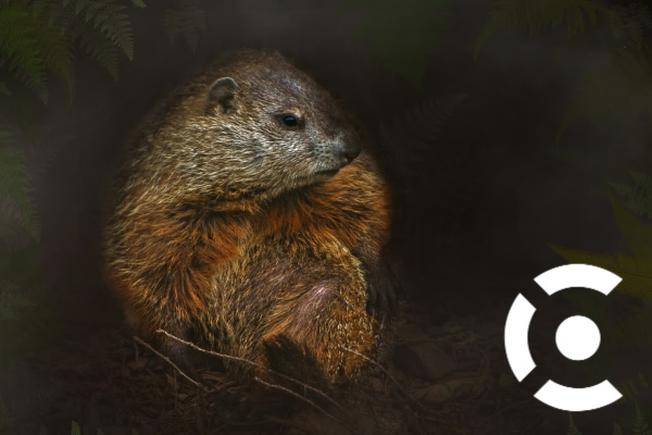             Groundhog Day: 5 Re-occurring Issues Plaguing IT Pros     