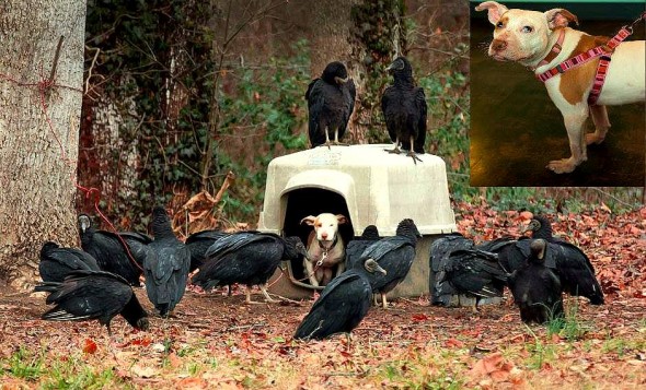 Vultures and a small dog trapped